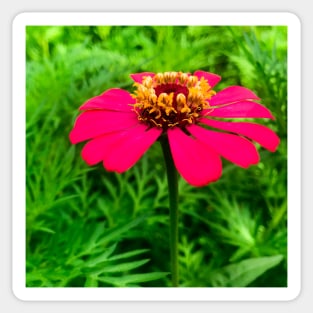 Pink Zinnia flower photography Sticker